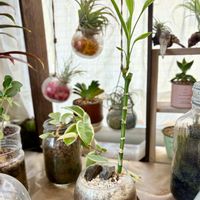 チランジア,ホヤ・カルノーサ,ミリオンバンブー,ドラセナ・サンデリアーナ,スカンディアモスの画像