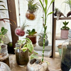 チランジア,ホヤ・カルノーサ,ミリオンバンブー,ドラセナ・サンデリアーナ,スカンディアモスの画像