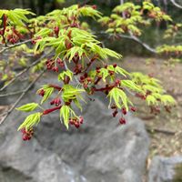 ヤマモミジの画像