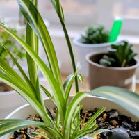 オリヅルランの画像