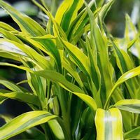 ミリオンバンブー,観葉植物,今日のお花,おでかけ先,♡観葉植物♡の画像