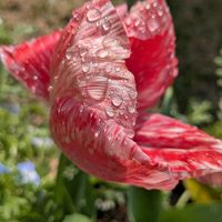 チューリップ,チューリップ,ハボタン,葉牡丹,オステオスペルマムの画像