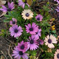 ノイバラ,オステオスペルマム,紫蘭,天草市,家庭園芸の画像