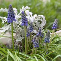 クリスマスローズ,クリスマスローズ,ムスカリ,ムスカリ,ローズマリーの画像