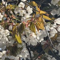 散歩,花のある暮らし,植物のある暮らし,春到来！,さくら 桜 サクラの画像