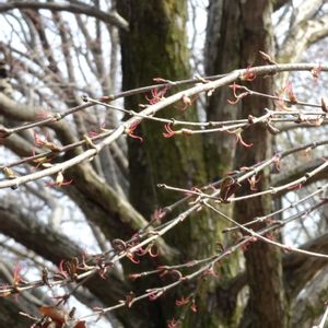 カツラ,昭和記念公園,われら樹木探検隊,お出かけ先の画像