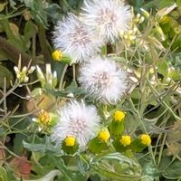 ツワブキ,ノボロギク,ノボロギク,白い妖精,木曜モフモフの画像