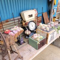 多肉の寄せ植え,多肉棚,韓国苗,GSに感謝。,多肉つながりの画像