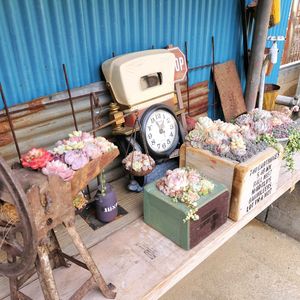 多肉の寄せ植え,多肉棚,韓国苗,GSに感謝。,多肉つながりの画像