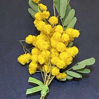 ミモザ,春だよイエロー祭の画像