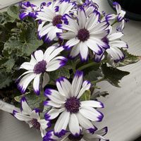 サイネリア,リビング・ダイニングの画像