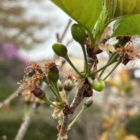 サクランボ,地植え,花のある暮らし,綺麗,綺麗な色の画像