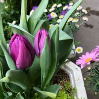 チューリップ,ブラキカム,寄せ植え,ベランダガーデニング,はなかんざしの画像