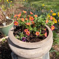 カリブラコア,スイセン,チューリップ,ムスカリの画像