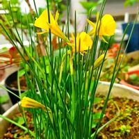 ハナニラ,ハナモモ,ミリオンバンブー,ペチコート水仙,フリージャの画像