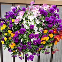 パンジー・ビオラ,鉢植え,ハンギングバスケット,かわいい花,春の訪れの画像