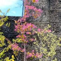 クフェアの画像