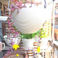 ルビーネックレス,ルビーネックレス,緑のある暮らし,増える子,ベランダの画像