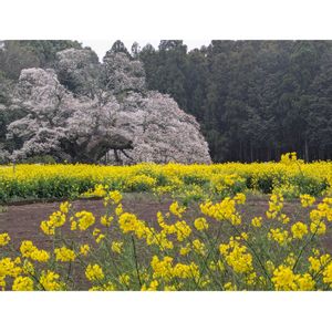 ハナモモ,ハナモモ,菜の花,ソメイヨシノ,ソメイヨシノの画像