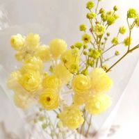 ヘリクリサム,イエローダイヤモンド,ドライフラワー,ドライフラワーアレンジの画像