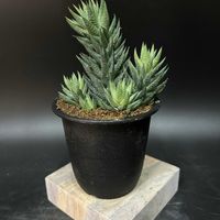 多肉植物,観葉植物,珍奇植物,ビザールプランツ,ハオルチオプシス属の画像