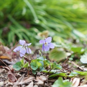ハーブ,ガーデニング,無農薬,グラス女子(*ˊᵕˋ*)੭ ੈ,小さな庭の画像