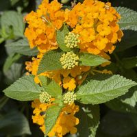 ランタナの画像