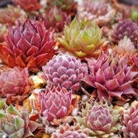 多肉中毒,ベランダ多肉,タニラー,多肉女子,センペルンルン木曜日の画像