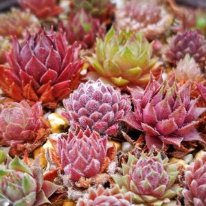 多肉中毒,ベランダ多肉,タニラー,多肉女子,センペルンルン木曜日の画像