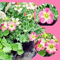 カンパニュラ,カンパニュラ,マーガレット,マーガレット,クモマグサの画像