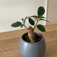 ガジュマル,ボチボチ頑張ろの画像