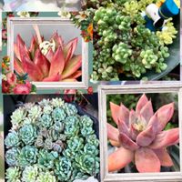 胡蝶の舞,多肉寄植え,セブンナイツ,初雪ツユクサ,セダム2種の画像