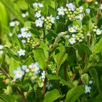 キュウリグサ,お出かけ先の画像