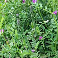 アスパラガス,アスパラガス,無農薬野菜,菌ちゃん農法,家庭菜園の画像