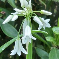 ハーブのある暮らし,ネコと植物,幸せな時間,ハーブ好き,❤️ありがとうございます❤️の画像