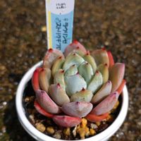 ラウリンぜ×ストリクチフローラノヴァ,多肉植物,植物のある暮らし,爪好き,植欲が止まらないの画像