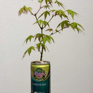 イロハモミジ,イロハモミジ,盆栽,実生,小品盆栽の画像