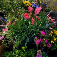 エリシマム,チューリップ,バラ,葉牡丹,原種チューリップ ペパーミントスティックの画像