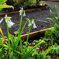 アルストロメリア,キンセンカ,スノーフレーク,タイム,ベゴニアの画像