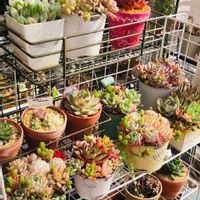 多肉植物,多肉寄せ植え,多肉植物のある暮らし,多肉女子,おうち園芸の画像