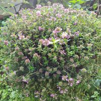 シャクヤク,シャクヤク,タイム,タイム,花芽！の画像