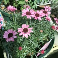 ハナニラ,ガザニア,キンセンカ,ローダンセマム,サントリーフラワーセネッテイの画像