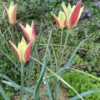 原種チューリップ　チンカ,畑,庭の画像