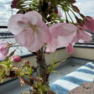 旭山桜,苔玉の画像