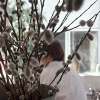 ネコヤナギの画像