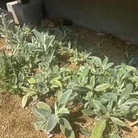 ラムズイヤーの画像