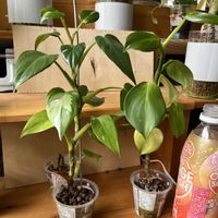 サトイモ科,フィロデンドロン,フィロデンドロン,観葉植物,ハイドロカルチャーの画像