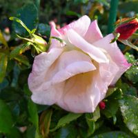 バラ,バラ　グレーテルの画像