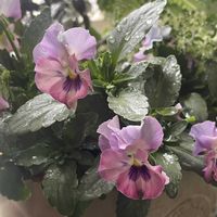 ハボタン,葉牡丹,ビオラ,見元ビオラ,ベロニカ(へーべ)グレースの画像