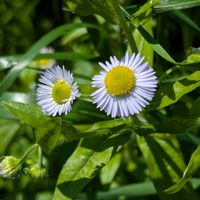 ヒメジョオン,ご近所散歩,今日のお散歩,歩くの大好き♡の画像